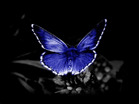 Cool Butterfly Wallpapers Wallpaper Cave