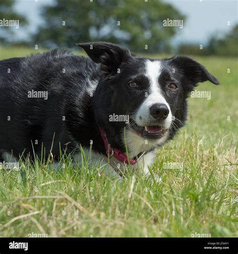 Working Border Collie Stock Photos And Working Border Collie Stock Images