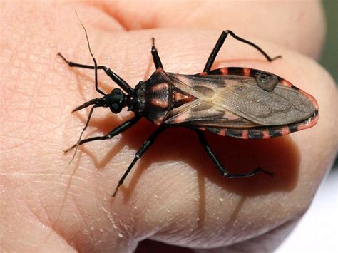 Chagas Disease Everything About The American Trypanosomiasis Nedufy