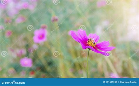 Honeybee Working On Pink Cosmos Flower In Beautiful Spring Morning