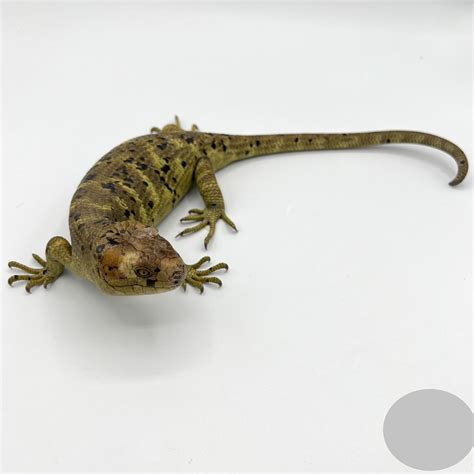 Baby Anery Monkey Tail Skink Reptiles For Sale