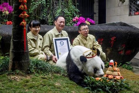 Happy Birthday Basi Worlds Oldest Captive Panda Turns 37 World News