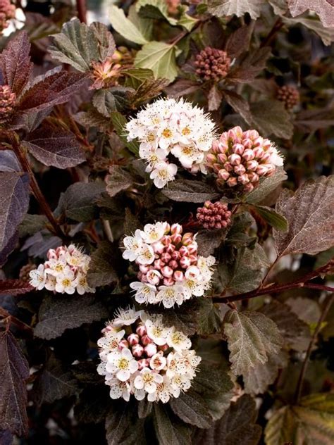 In the wild, this broadleaf shrub can grow to nearly 12 oh yes — the flowers. Classic, long-lived garden choice. Hardy plant offering ...