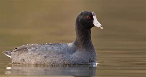 American Coot Identification All About Birds Cornell Lab Of Ornithology