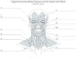 Printable neck diagrams to help you learn more about the system that makes up our neck. labeling skeleton - Google Search | Muscle anatomy, Muscle diagram, Neck muscle anatomy