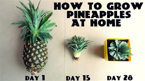 How To Grow A Pineapple From Seed Guide At How To