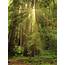Muir Woods California Photo Credit To U/mawagner1  Verticalwallpapers