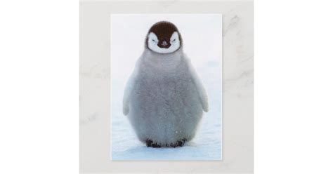 Baby Penguin Postcard Zazzle