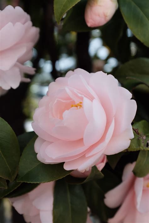 Camellia Flower Pictures Download Free Images On Unsplash