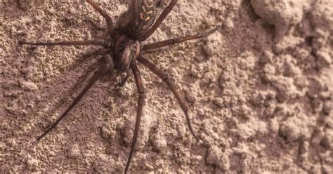 Brown Recluse Spider Bite Signs Stages Symptoms And Treatment