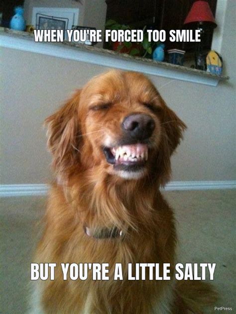 15 Funny Smiling Dog Memes Petpress