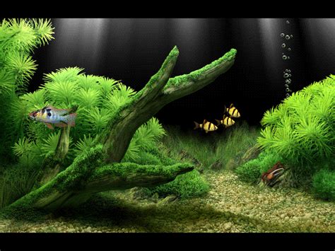 48 Animated Fish Aquarium Desktop Wallpapers On Wallpapersafari