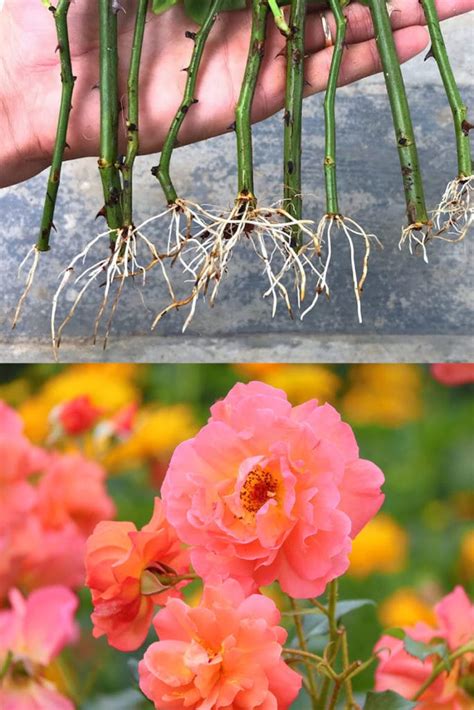 Grow Roses From Cuttings 2 Best Ways To Propagate A Piece Of Rainbow