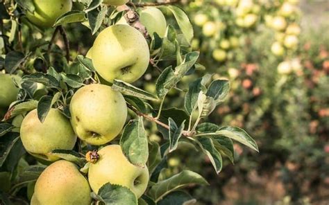 How To Fix Curling Leaves On Apple Trees Couch To Homestead