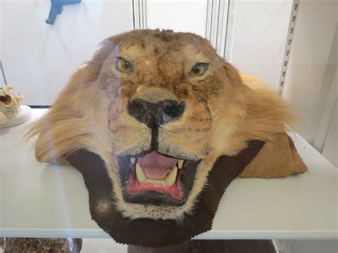 Rawrr See What A Lion Looks Like Up Close Early Childhood Learning