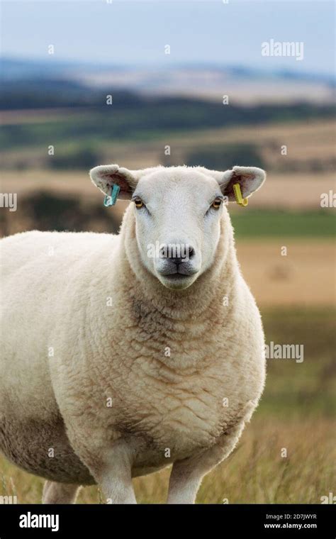 Lleyn Sheep In A Field With Scottish Countryside Stock Photo Alamy