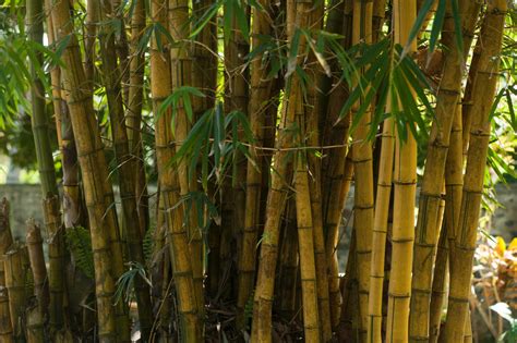 Bamboo Trees For Sale