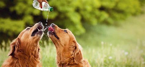 You can see a lower activity level due to the change in weather, age, or injury. How To Get Your Dog To Drink More Water | Mypetzilla