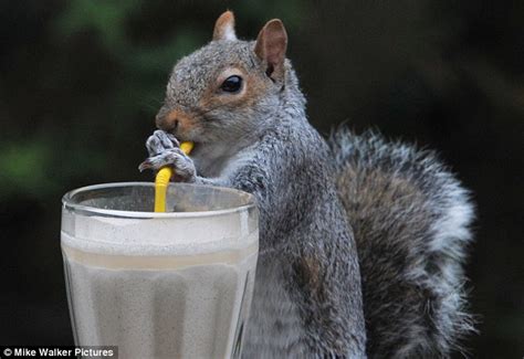 Squirrel Tucks Into A Peanut Butter Smoothie Daily Mail Online