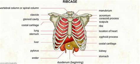 Ribcage And Inside Organs Gabbia Toracica Gabbia