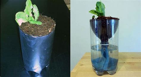 Hydroponics For Kids Build A 2 Liter Bottle Garden Epic Gardening