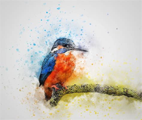 Download Watercolor Bird Animal Kingfisher Hd Wallpaper By Ractapopulous