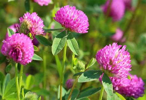 Red Clover Wildutahedibles
