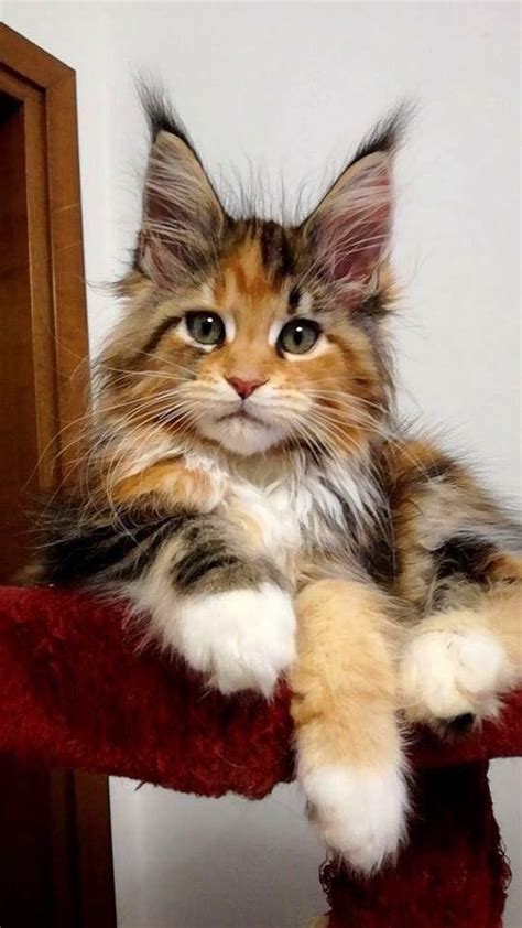 The bengal cat is highly active. If she orders me to give her my soul.....I definitely will ...