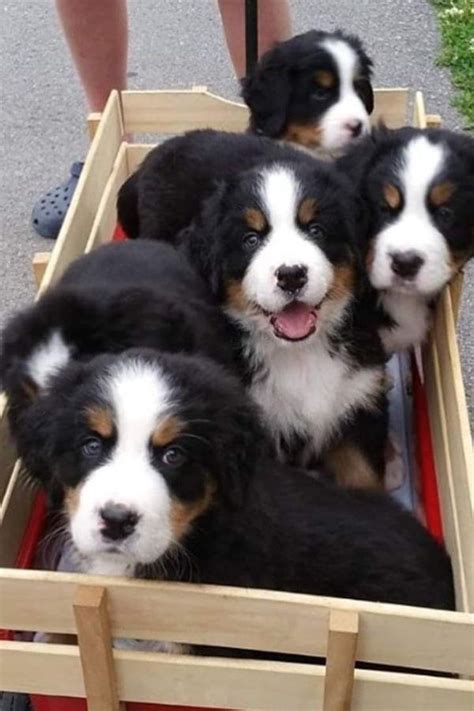 Things You Should Know About Bernese Mountain Dogs Mountain Dog