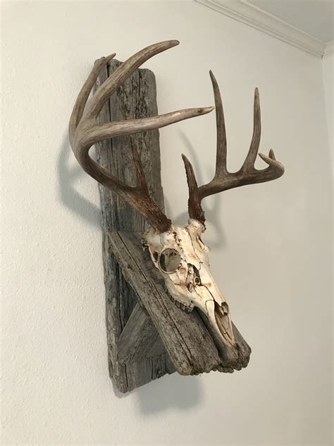 European Mount Using Old Barn Wood Deer Antler Decor Deer Skull