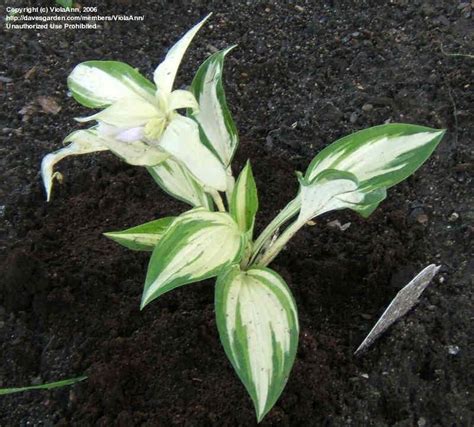 Plantfiles Pictures Hosta White Christmas Hosta By Lowtech