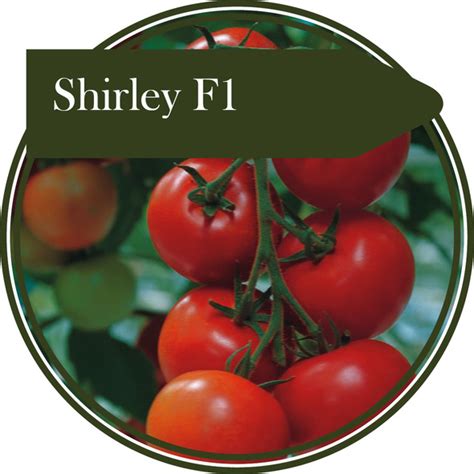 Tomato Shirley F1 Seed Straight From The Potting Shed