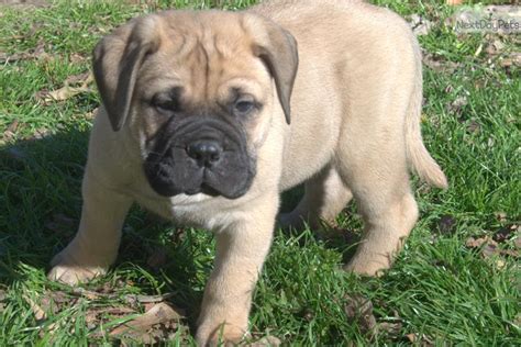 Bullmastiff Puppy For Sale Near Shreveport Louisiana 6d06ba1c F4c1