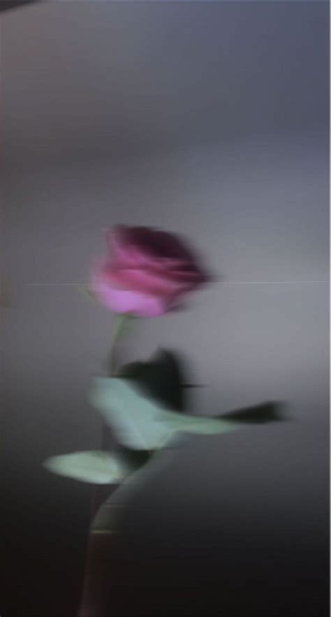 Blurry Aesthetic Pink Rose Filler Photo Photography Ästhetischer Anime