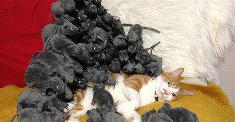 Napping Cat Suddenly Finds Himself Surrounded By Rats