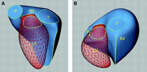 Anatomy Of Right Ventricle Anatomical Charts Posters