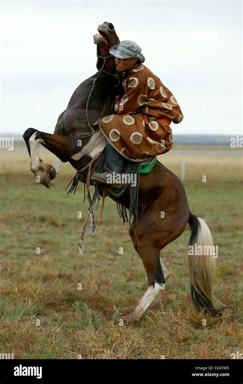 xilin gol  sep   mongolian rider tames  horse   stock photo  alamy