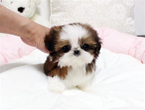 I will be up to date on puppy shots and deworming before going to my forever home, mom is gold and white and dad is black and white jack is the puppy for you! OH MY GOODNESS. teacup shihtzu (With images) | Shitzu ...