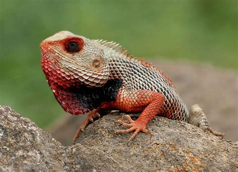 Top 10 Coolest Pet Lizards Before Owning A Lizard As A Pet You Should