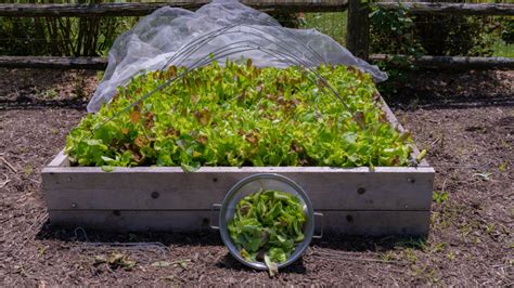 How To Harvest Lettuce To Increase Production Gardenary