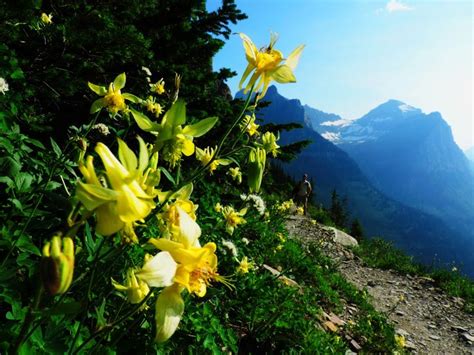 Wildflower Bloom In Glacier National Park Montana Our Wanders Wild