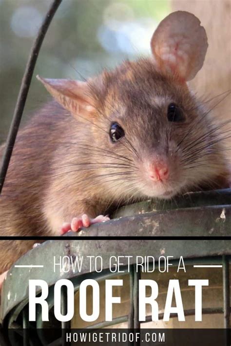 Both roof rats and norway rats, a stockier variety of rat, can infest homes. How To Get Rid Of The Roof Rat - How I Get Rid Of