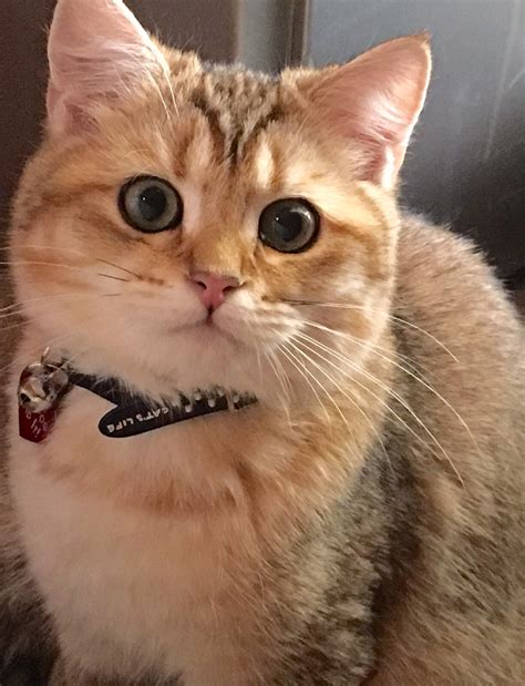 We offer kittens for sale and adoption. Dari-katjie, British Shorthair (black golden tabby shaded ...