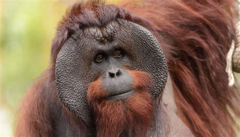 Nearly 150000 Bornean Orangutans Have Disappeared Since 1999 Halving