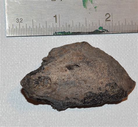 Turtle Shell Fragment Peace River Formation Bone Valley Member