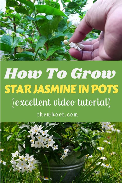 How To Grow Star Jasmine In Pots Video The Whoot Jasmine Plant