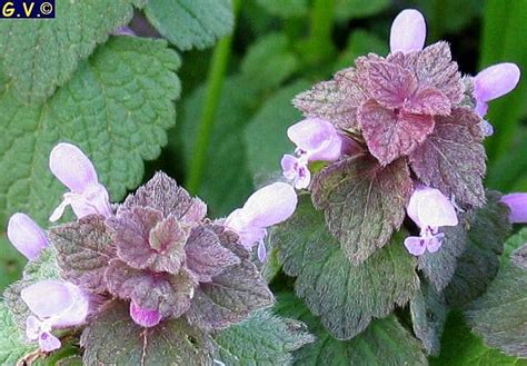 Lamium Rosso