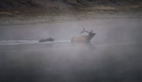 Video Grizzly Bear Chases Kills Bull Elk In Yellowstone River