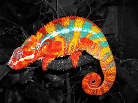 10 Of The Most Colorful Animals In Existence Page 4 Of 5