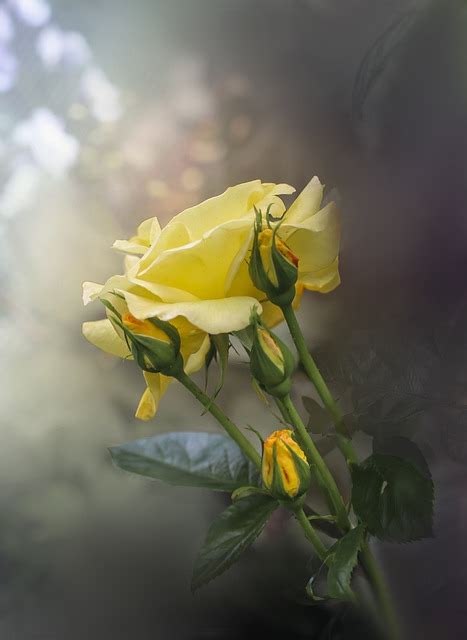 Fiore Rose Fiori Foto Gratis Su Pixabay Pixabay